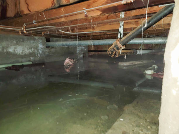 Best Mold removal after water damage  in South Gate Ridge, FL