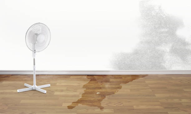 Best Professional water damage repair  in South Gate Ridge, FL