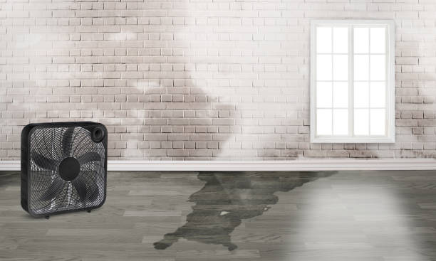 Best Flood damage cleanup  in South Gate Ridge, FL